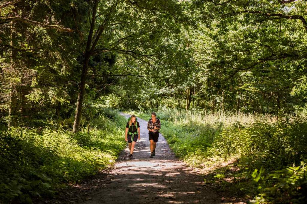 Des personnes machant dans la forêt